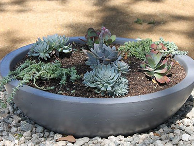 Drought Tolerant Garden Tips, Culver City, CA