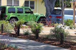 Landscape Plants Culver City CA 